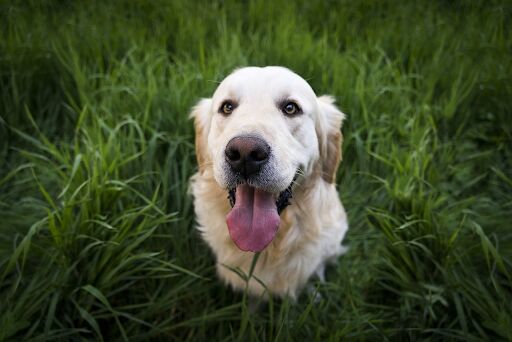 House-Friendly Dog Breeds